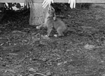 Our Gang (1922) download