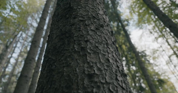 Padurea de molizi (2025) download