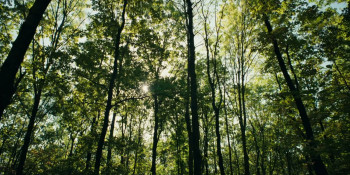 Padurea este a mea (2025) download