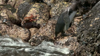 Penguins: Meet the Family (2020) download