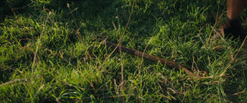 Savage Flowers (2025) download