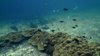 Saved from a Shark (2023) download