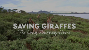 Saving Giraffes: The Long Journey Home (2022) download