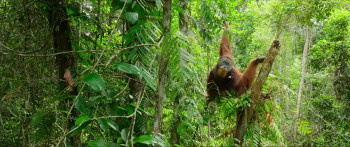 Secret Lives of Orangutans (2024) download