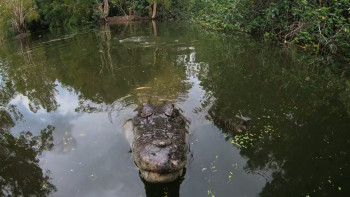 Shark vs. Giant Croc (2026) download