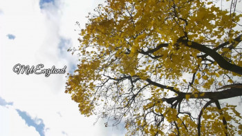 Snow Falling on Pumpkins (2025) download