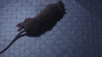 Stalled (2013) download