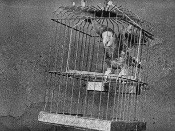 The Cobbler (1923) download
