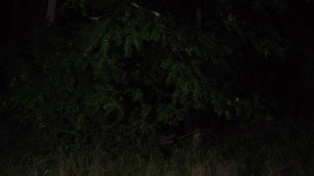 The Girl in the Woods (2025) download