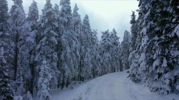 The Honey Trap (2024) download