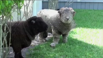 The Incubus (2010) download