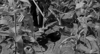 The Kettles in the Ozarks (1956) download