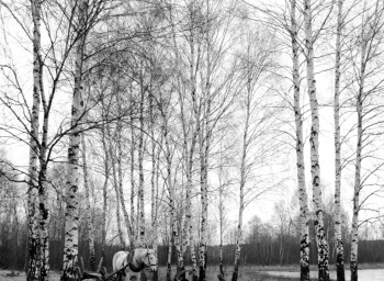 The Linnet (1982) download