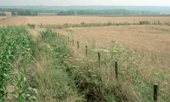 The Seventh Company Has Been Found (1975) download