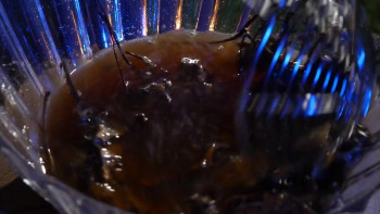 The Stalking (2024) download