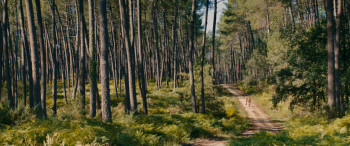 Thérèse (2012) download