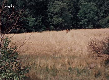 Thomas Müntzer (1956) download