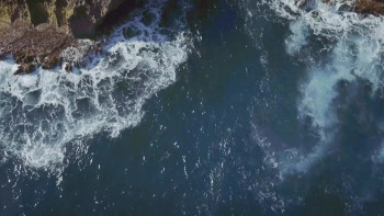 Toxic Shark (2017) download