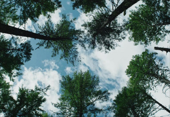 Train Dreams (2025) download