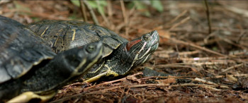 Turtle Tale (2015) download
