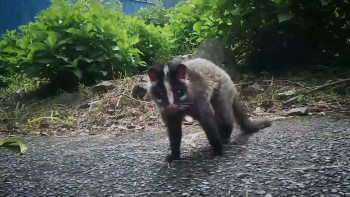 Uncovering Fukushima (2022) download