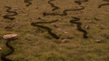 Vipers (2008) download