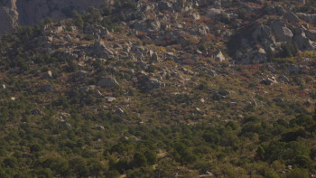 Walking with the Tall Whites: Aftermath (2024) download