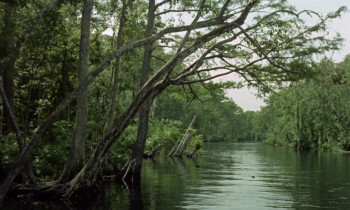 White Cannibal Queen (1980) download