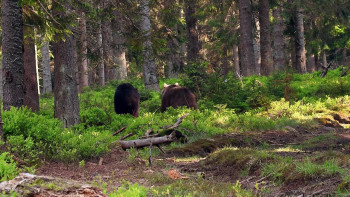 Wild Slovakia (2015) download