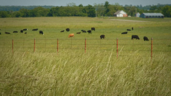 Wildfire: The Legend of the Cherokee Ghost Horse (2023) download