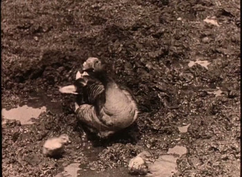 Women of Ryazan (1927) download