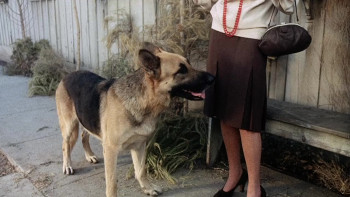 Won Ton Ton: The Dog Who Saved Hollywood (1976) download